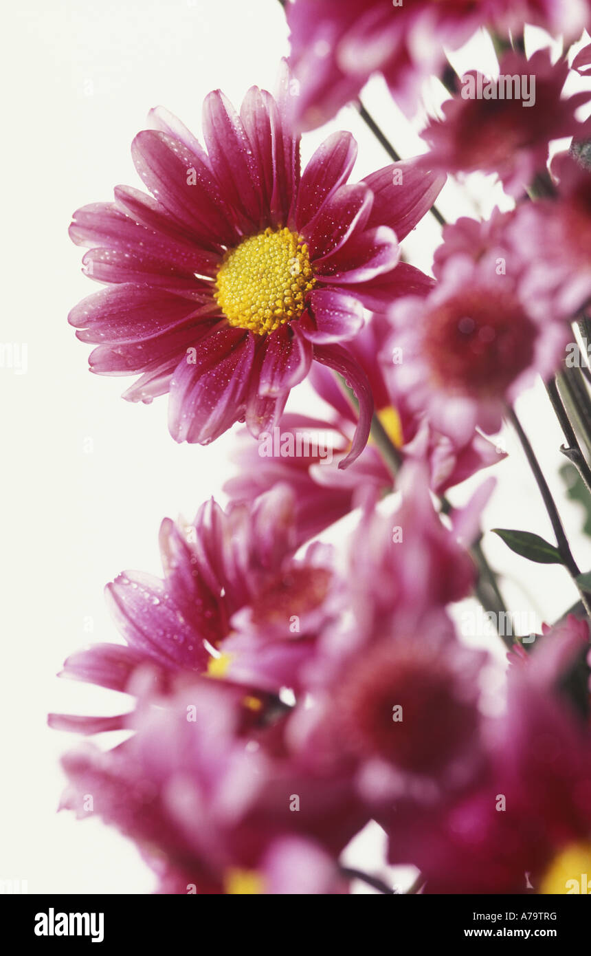 A bunch of fresh cut pink flowers Stock Photo