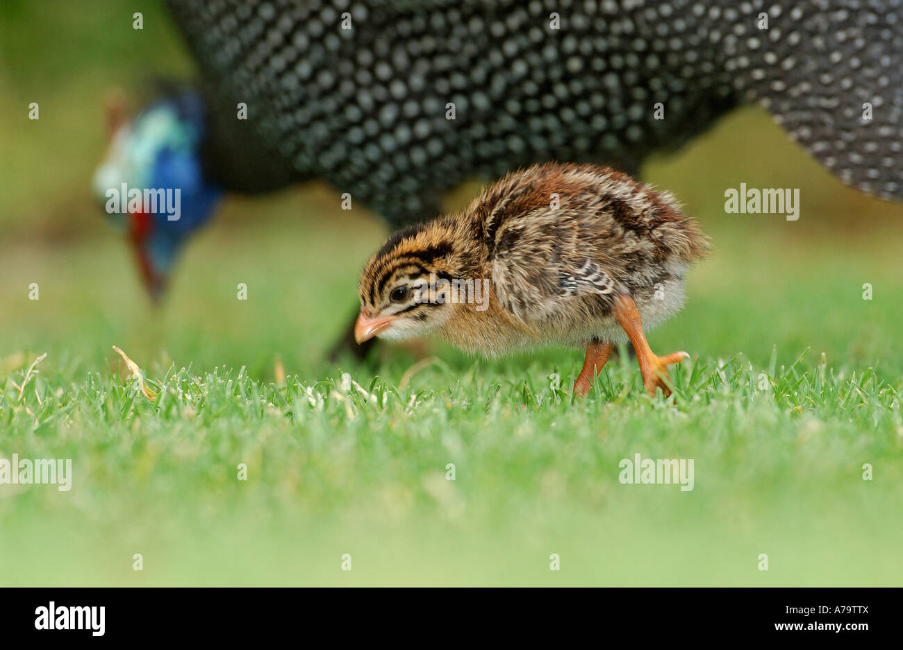 Helmeted Guineafowl chick with adult blurred in the background Kirstenbosch Botanical Garden Western Cape South Africa Stock Photo