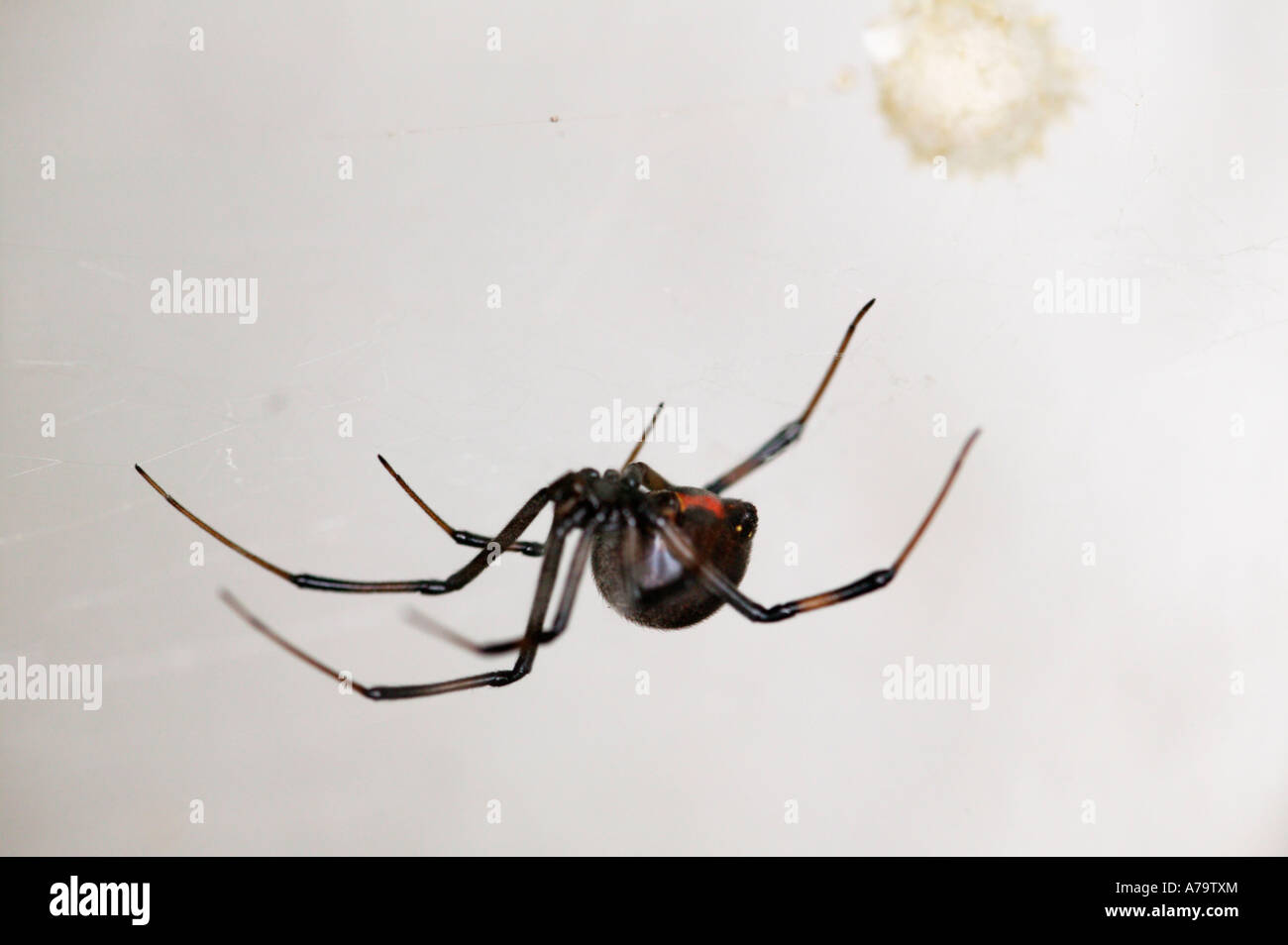 Black Widow Spider Showing The Diagnostic Red Hour Glass And Egg Stock Photo Alamy