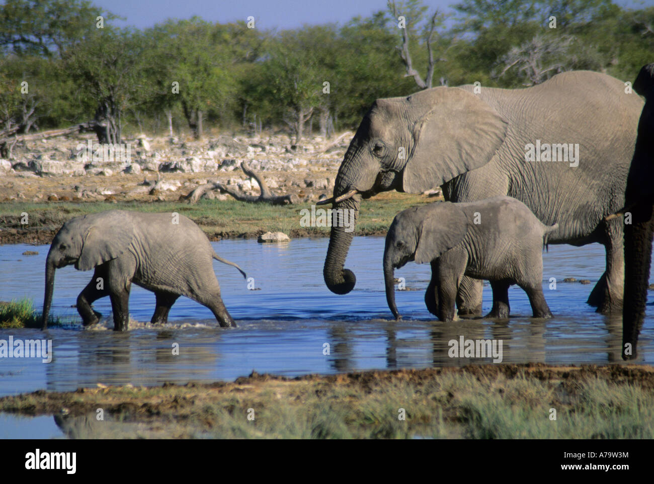 Elephant Loxodonta africana walking through water with two juveniles Etosha Namibia Stock Photo