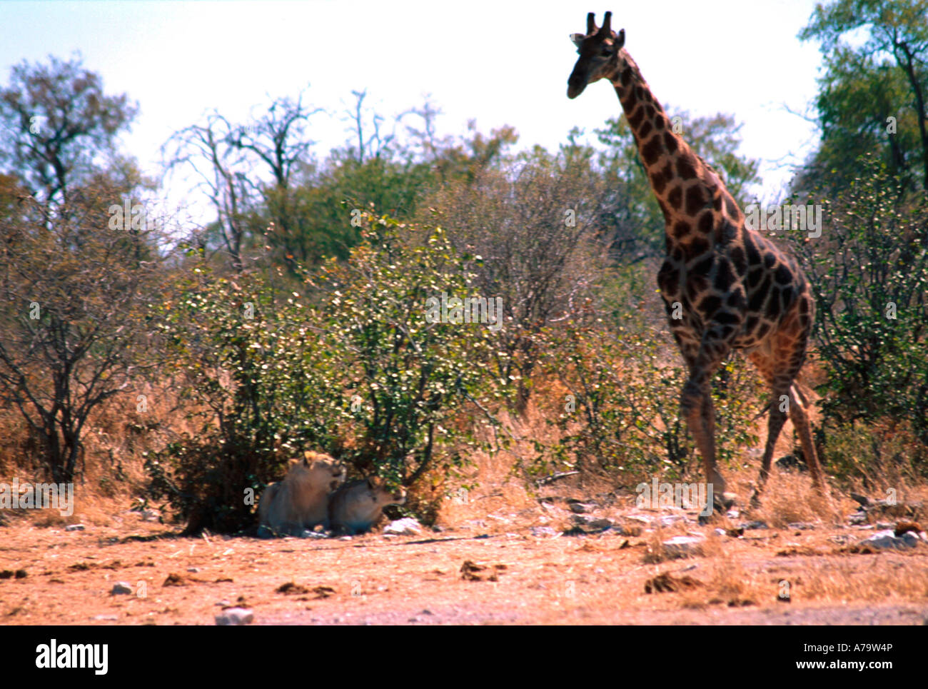 Two lions look up at a giraffe as it approaches their bush Etosha Namibia Stock Photo