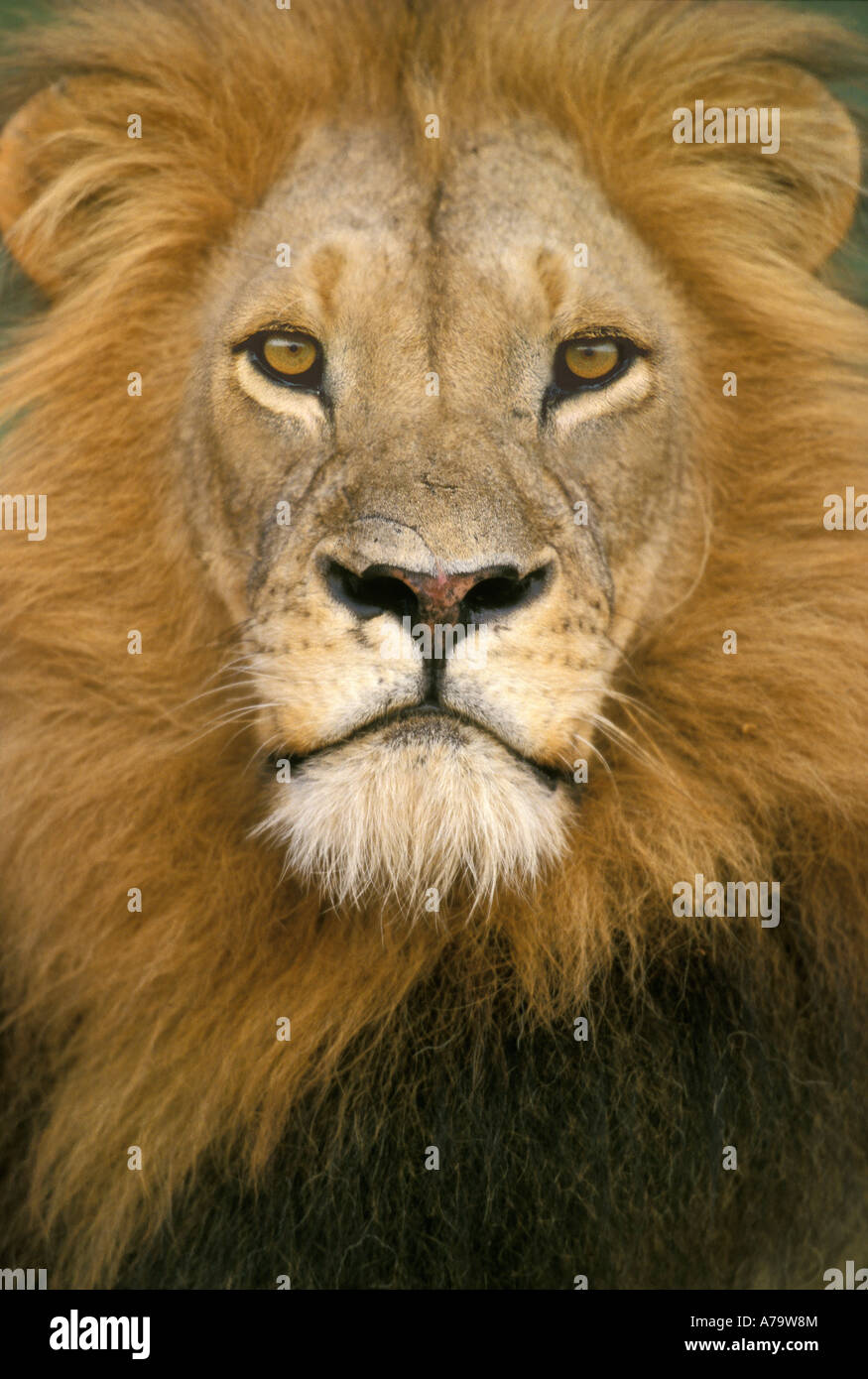 Male lion Panthera leo with an impressive mane Kruger National Park Mpumalanga South Africa Stock Photo