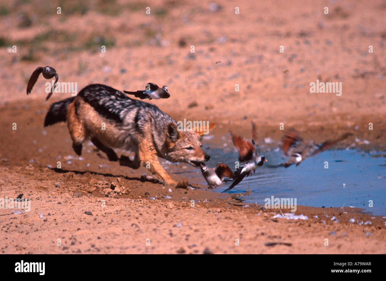 Black backed Jackal catching Namaqua doves in the Kalahari Kgalagadi Transfrontier Park Northern Cape South Africa Stock Photo