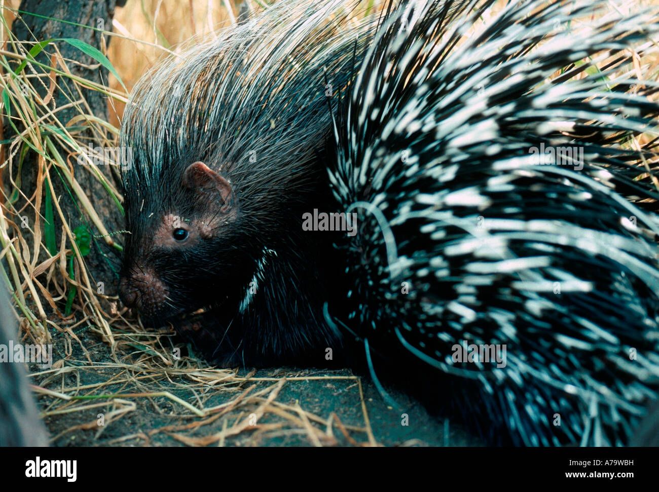 Porcupine Kruger National Park Mpumalanga South Africa Stock Photo Alamy