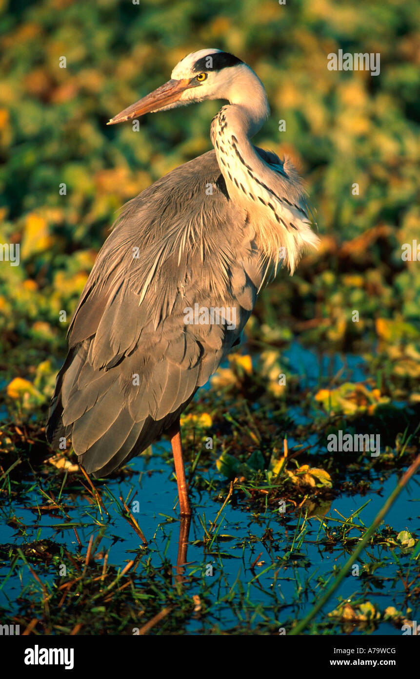 Grey heron Kruger National Park Lower Sabie Mpumalanga South Africa Stock Photo