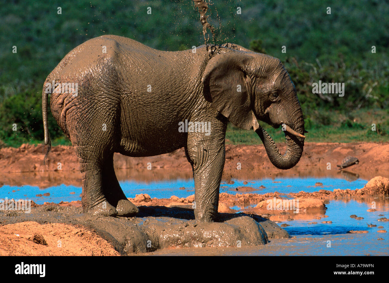 Elephant enjoying a mud bath Addo Elephant National Park Eastern Cape South Africa Stock Photo
