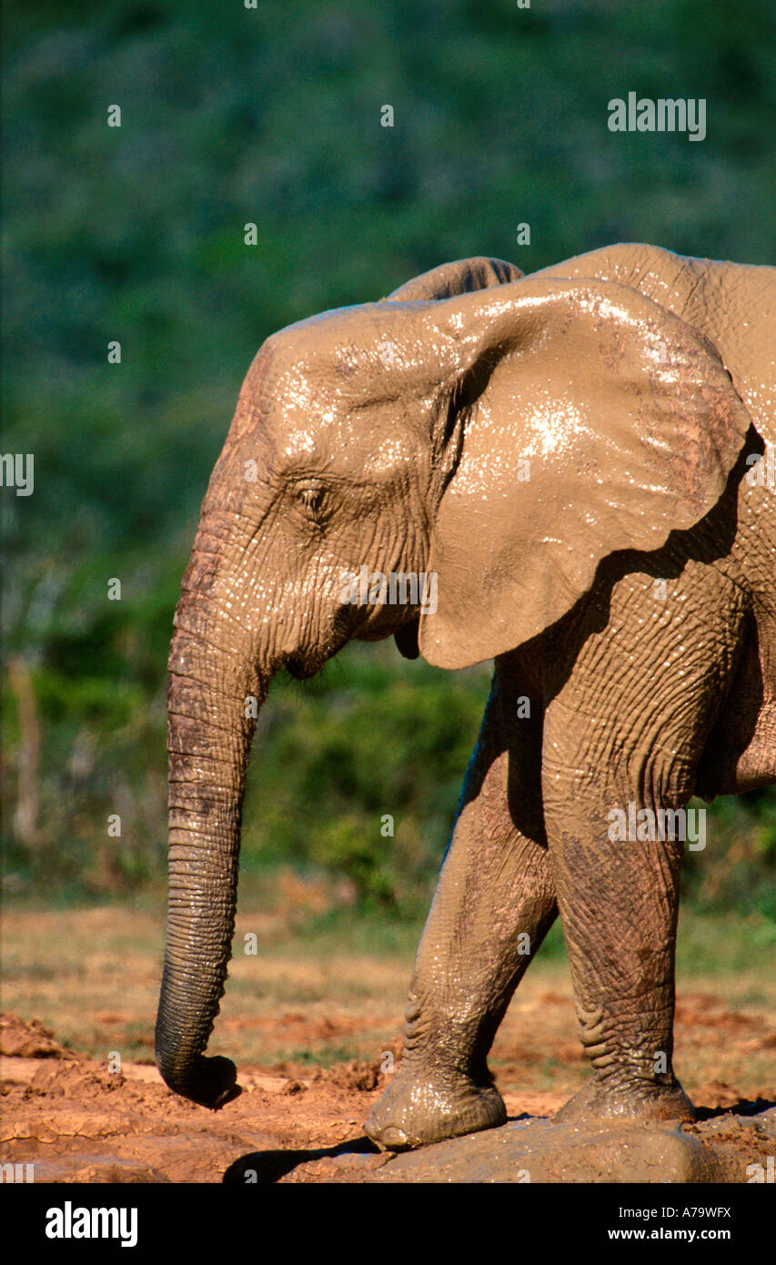 Elephant enjoying a mud bath Addo elephant park Eastern Cape South Africa Stock Photo