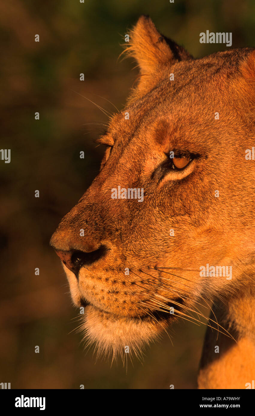 Lioness portrait cropped tight Kruger National Park Mpumalanga province South Africa Stock Photo