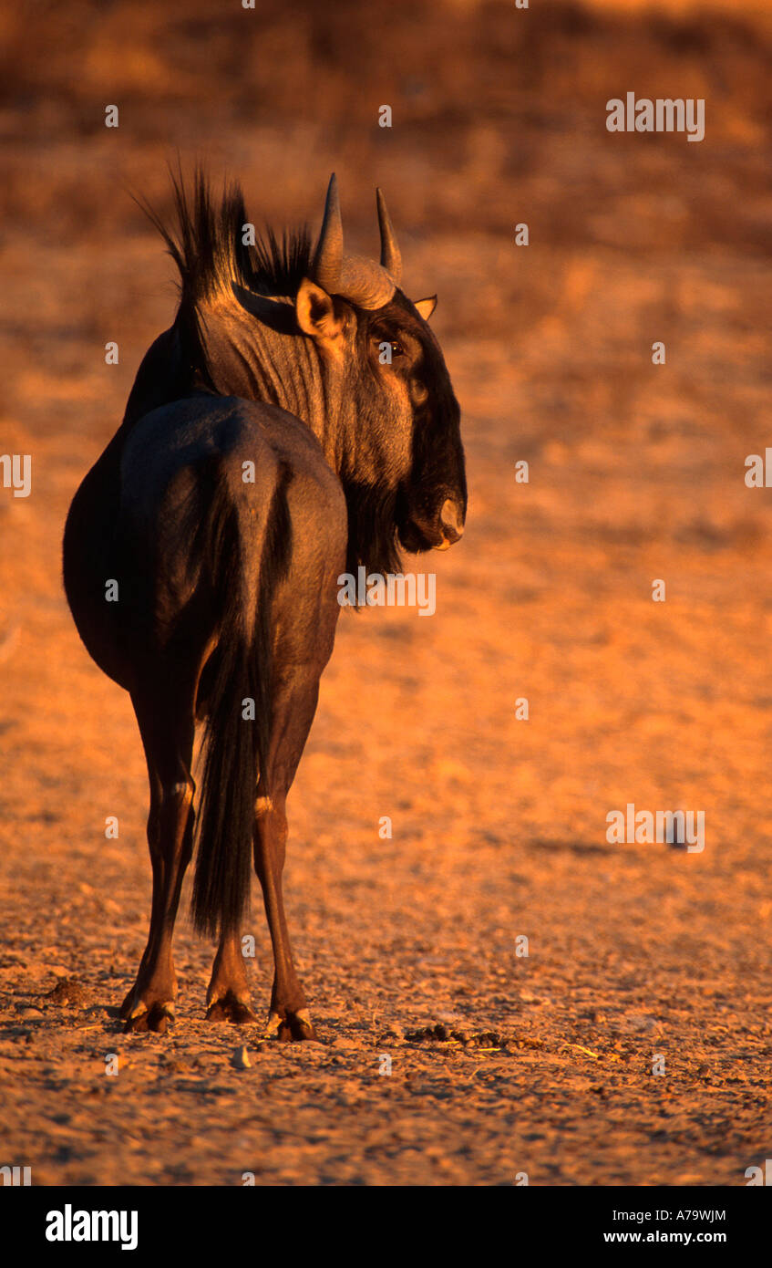 Blue wildebeest in warm lighting Kruger National Park Mpumalanga South Africa Stock Photo