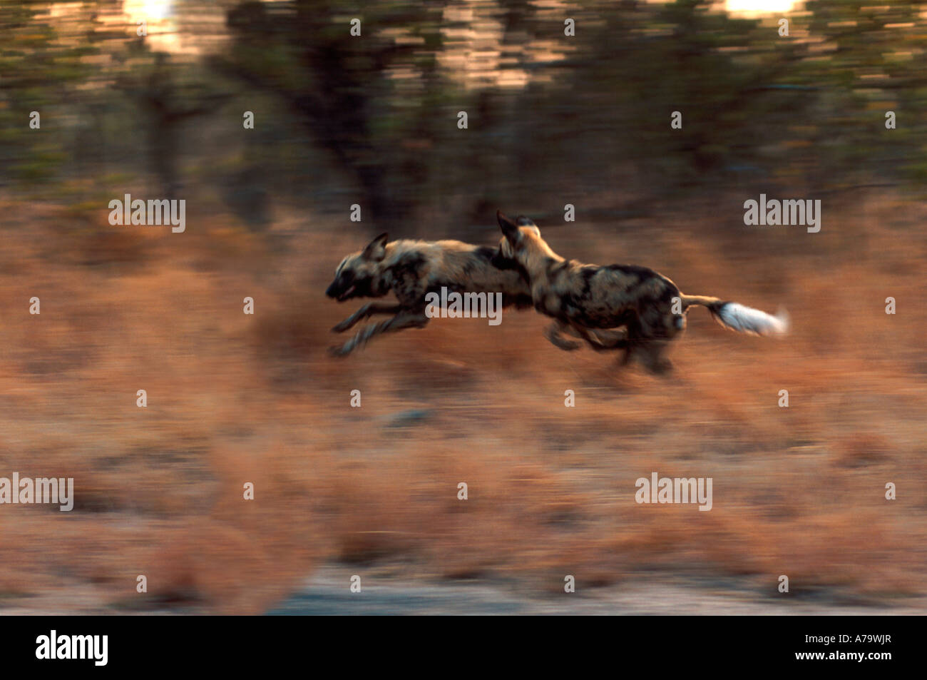 African wild dog running savanna hi-res stock photography and images ...