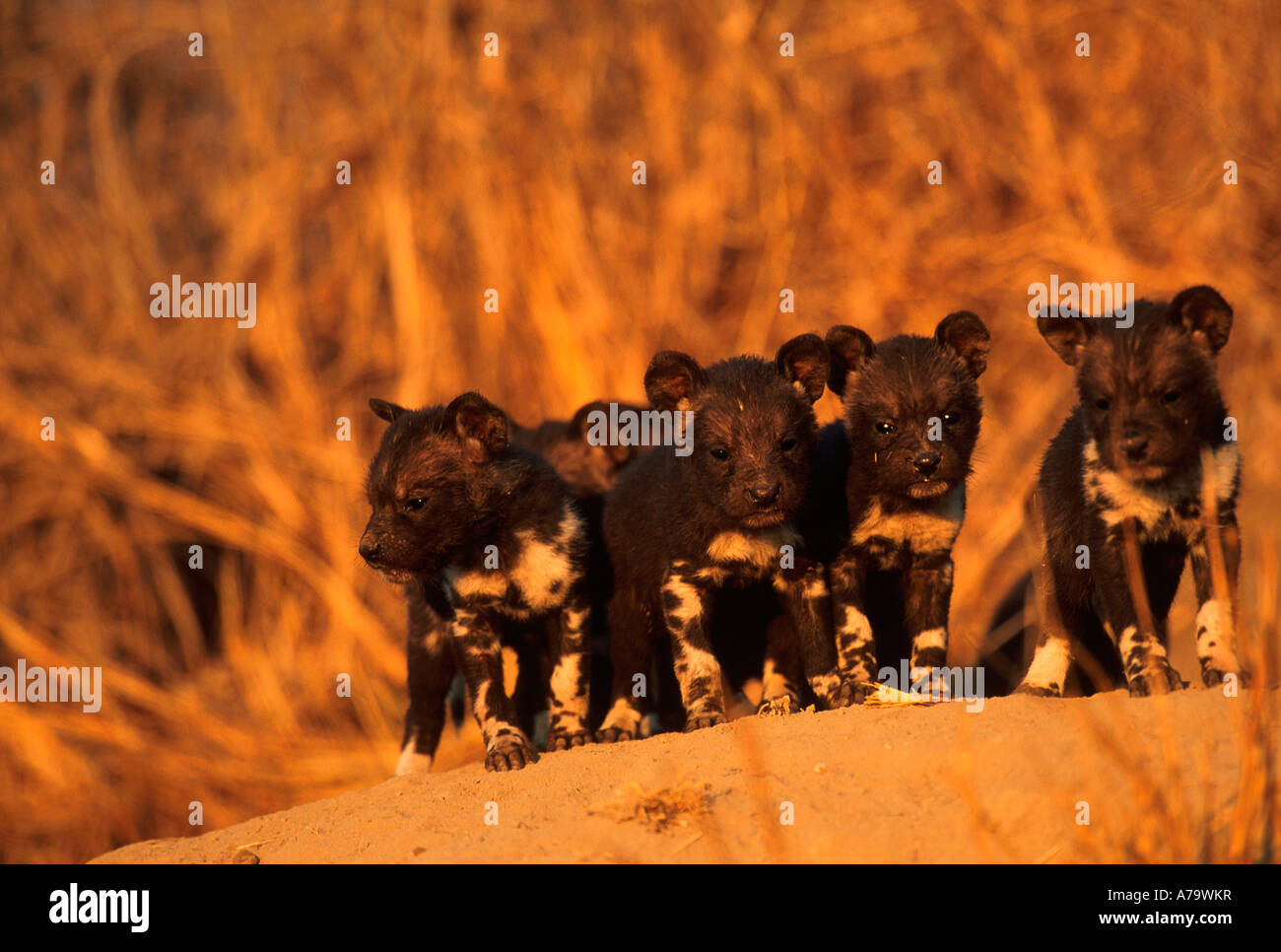 Four week old African wild dog pups at den Gowrie Mpumalanga South