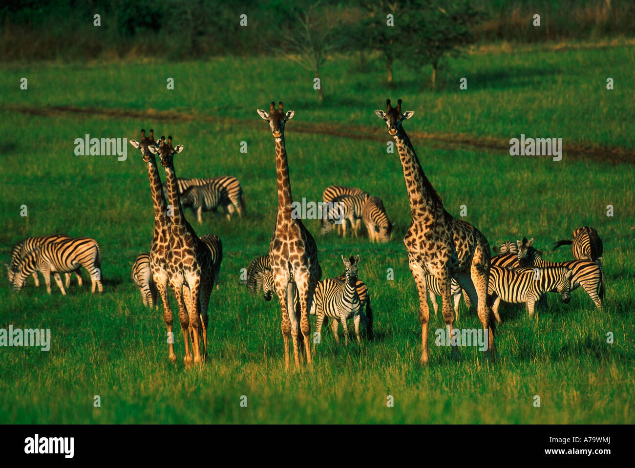 Zebra giraffe hi-res stock photography and images - Alamy