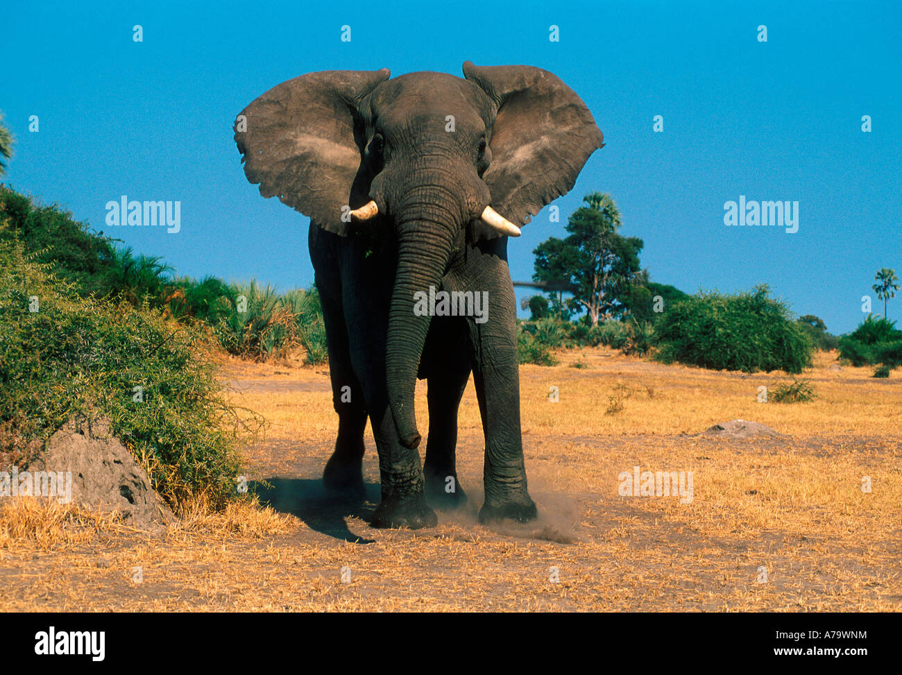 Elephant bull halting after mock charge Mombo Okavango Delta Botswana