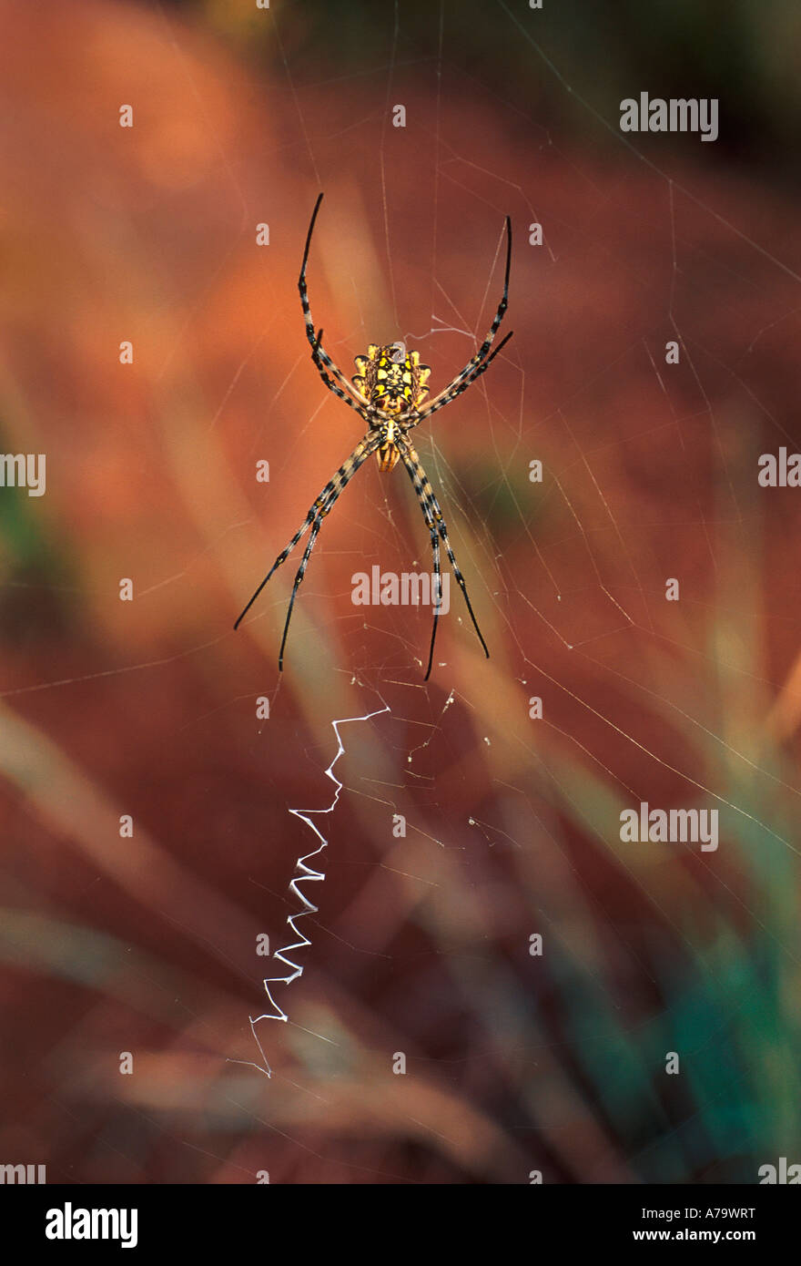 Garden spider on web Berglust Game Farm Waterberg Mountains Northern Province South Africa Stock Photo