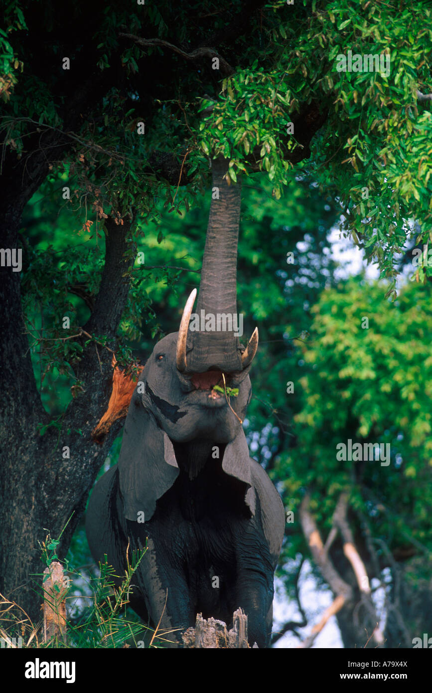 Head on view of an African Elephant reaching up into a Jackalberry 