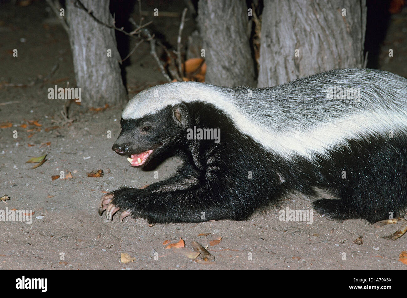 Honey badger has awesome strength and formidable claws and jaws