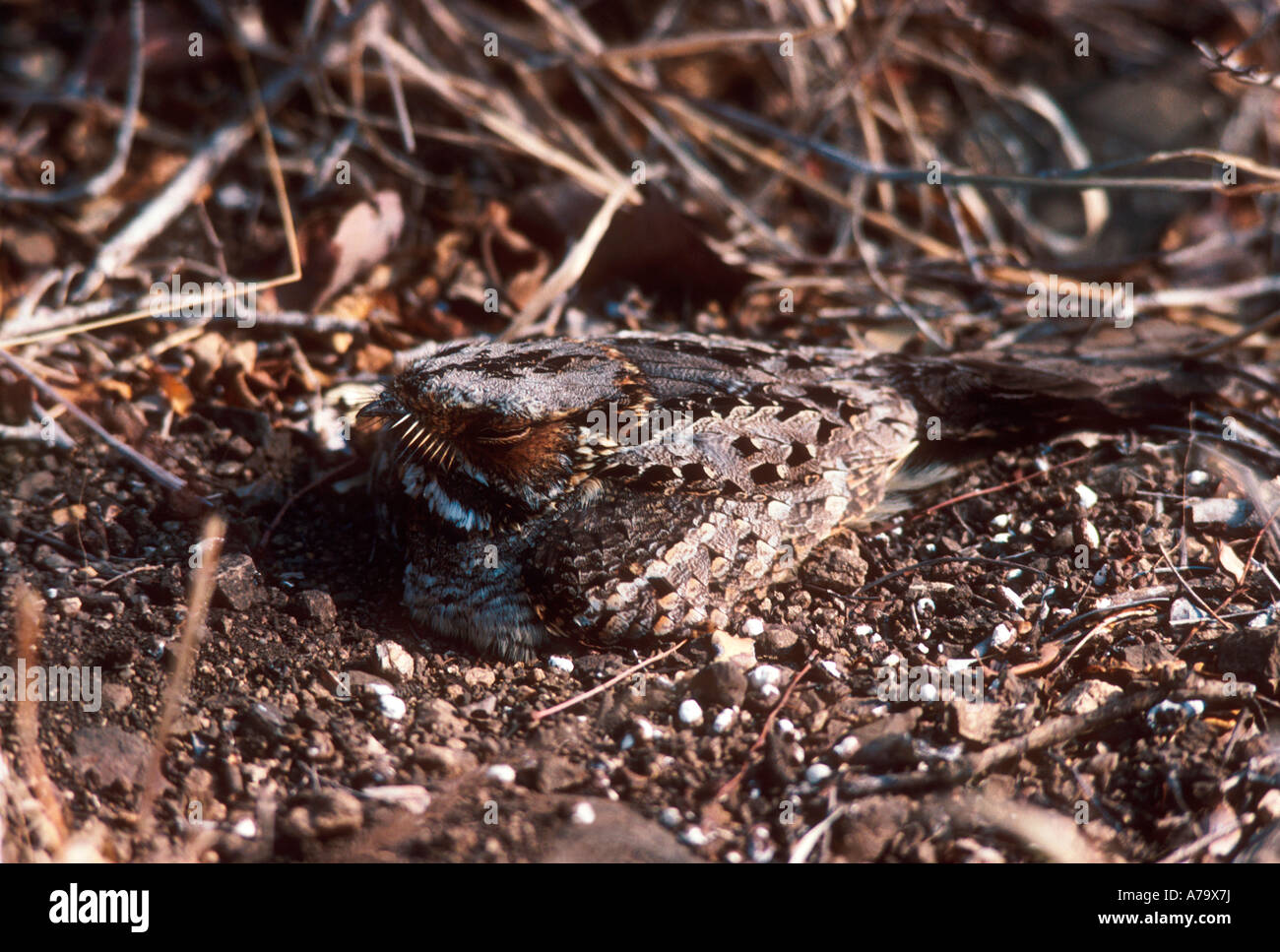 A Fiery necked Nightjar is well camouflaged as it rests on the ground Sabi Sand Game Reserve Mpumalanga South Africa Stock Photo