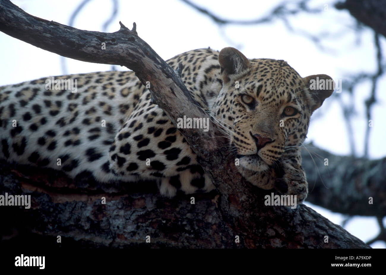 Leopard lying in a tree resting his head on his paws looking at the ...