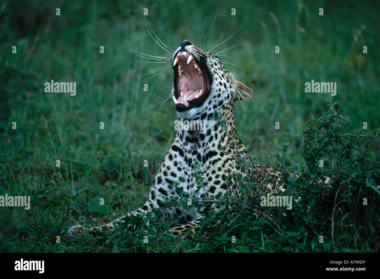 A yawning leopard lying in green grass displaying his long canines and upper palate Sabi Sand Game Reserve Mpumalanga Stock Photo