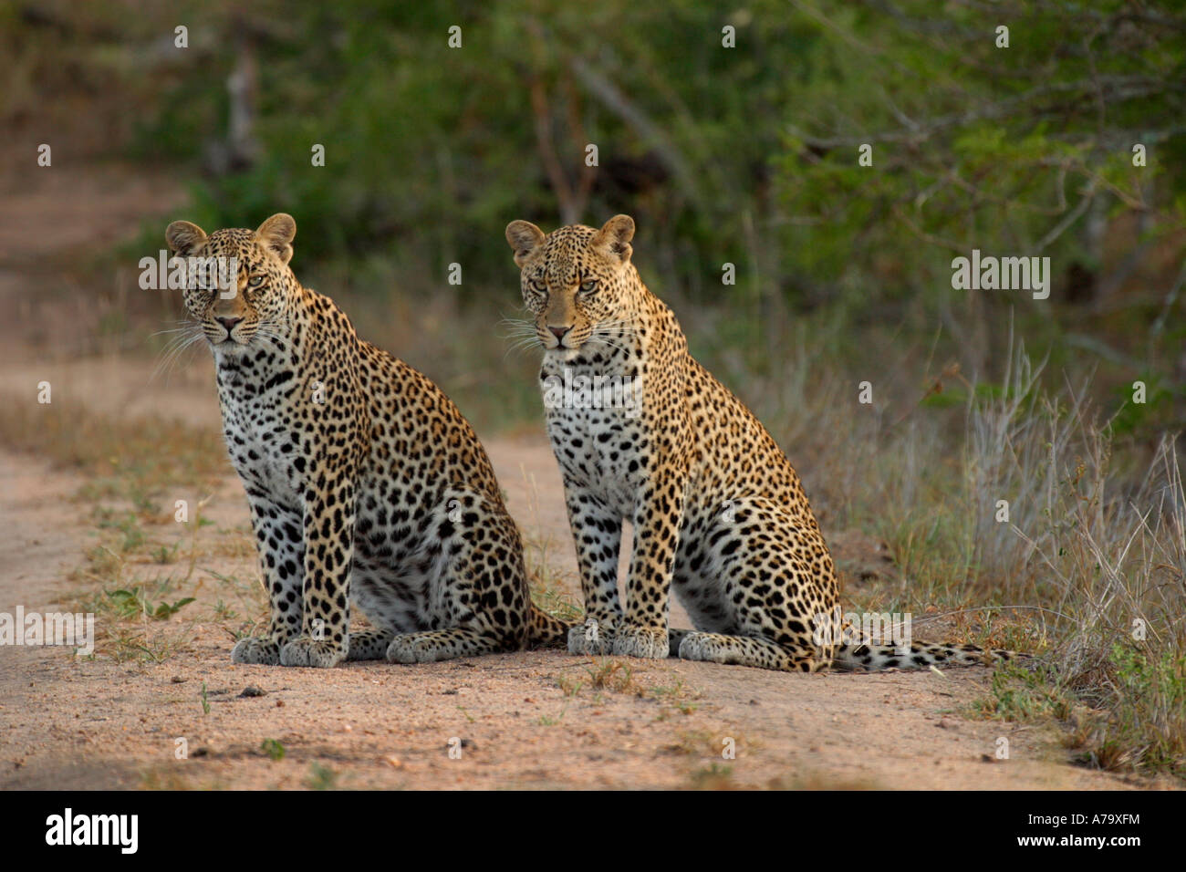 Two young male leopard siblings sitting together on a bush track in the early morning Sabi Sand Game Reserve Mpumalanga Stock Photo