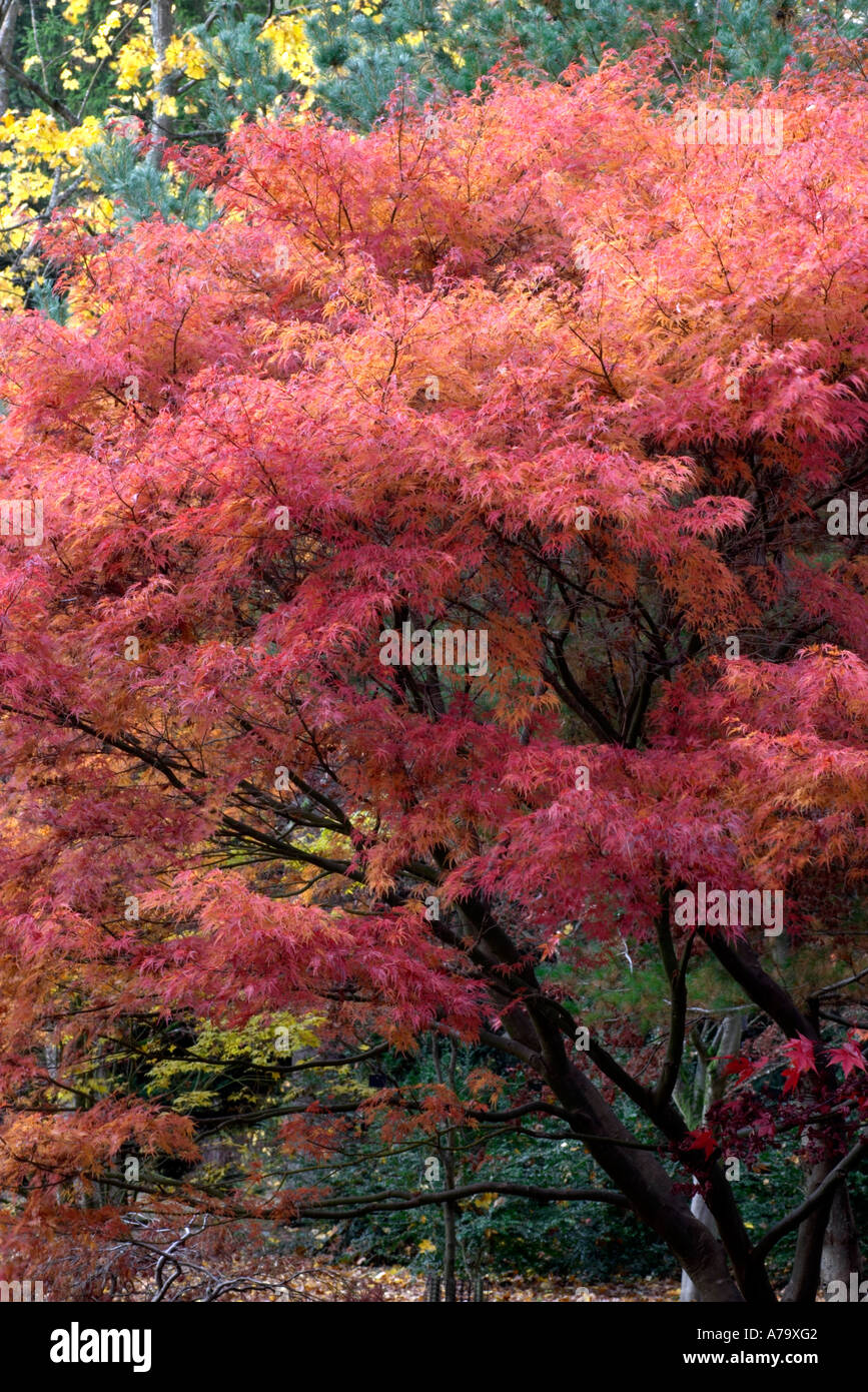 Acer palmatum dissectum Seiryu Stock Photo - Alamy