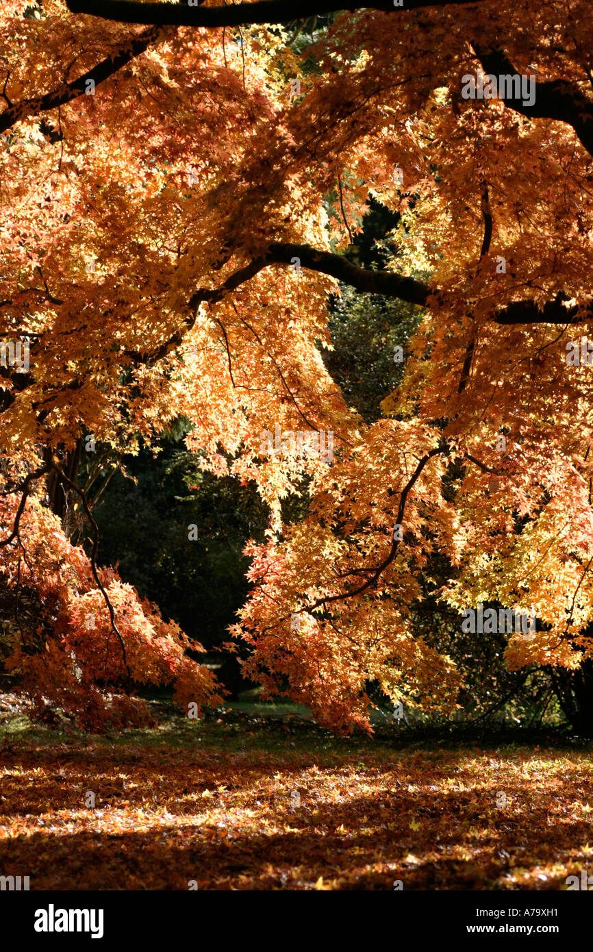Smooth japanese maples hi-res stock photography and images - Alamy