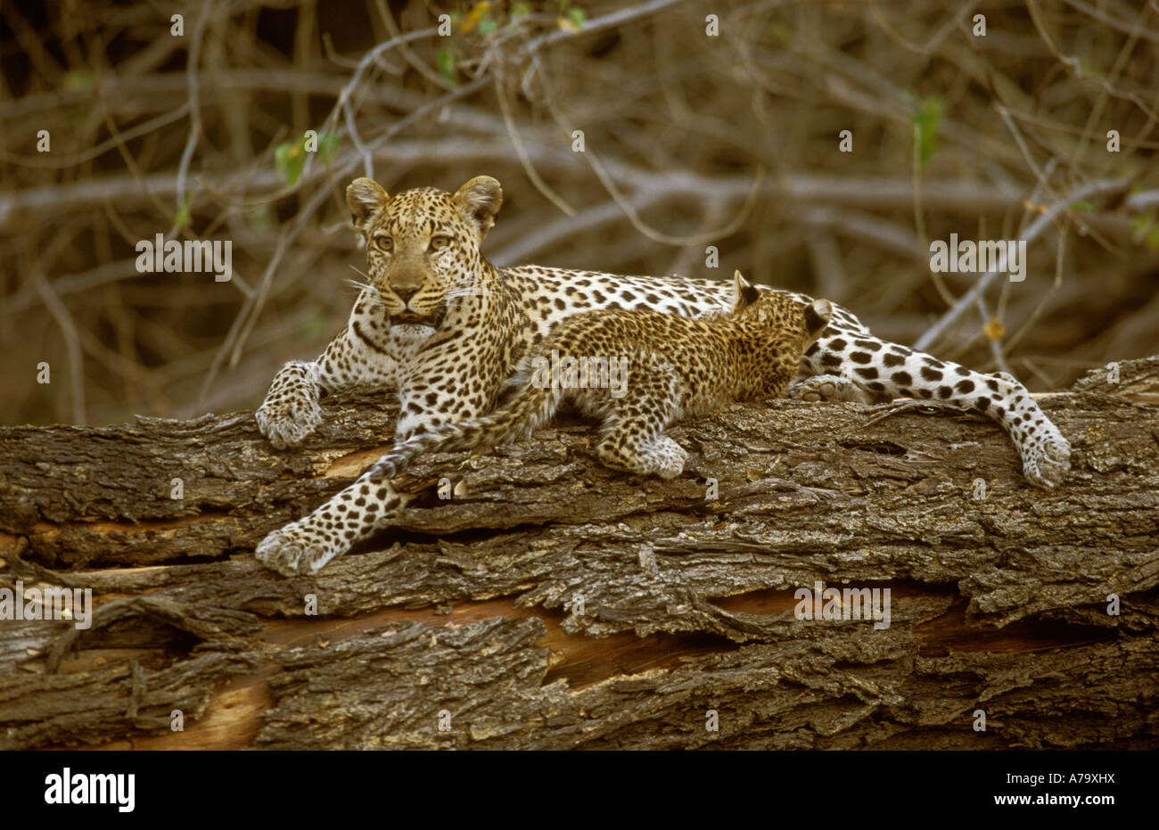 A Leopard suckling its cub while lying on a dead tree trunk Okavango ...