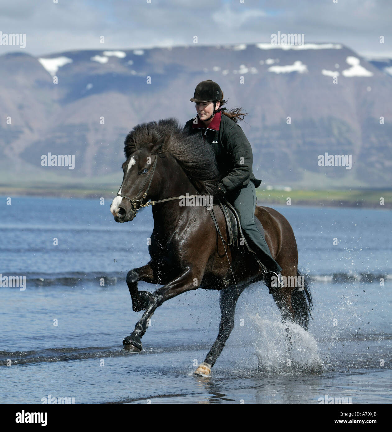 Icelandic Horse with Rider running in water, Iceland Stock Photo