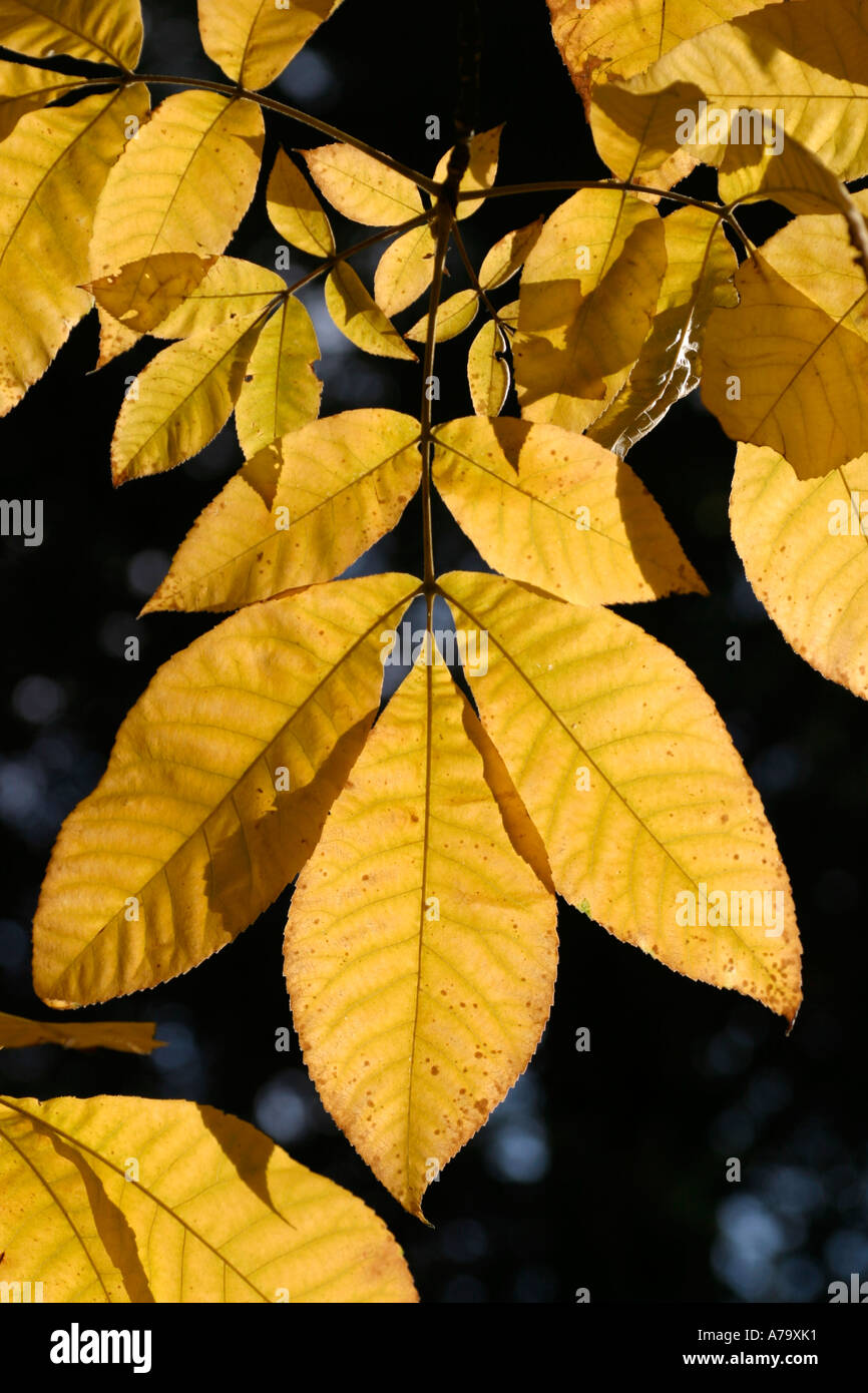 Carya ovata fraxinifolia Stock Photo