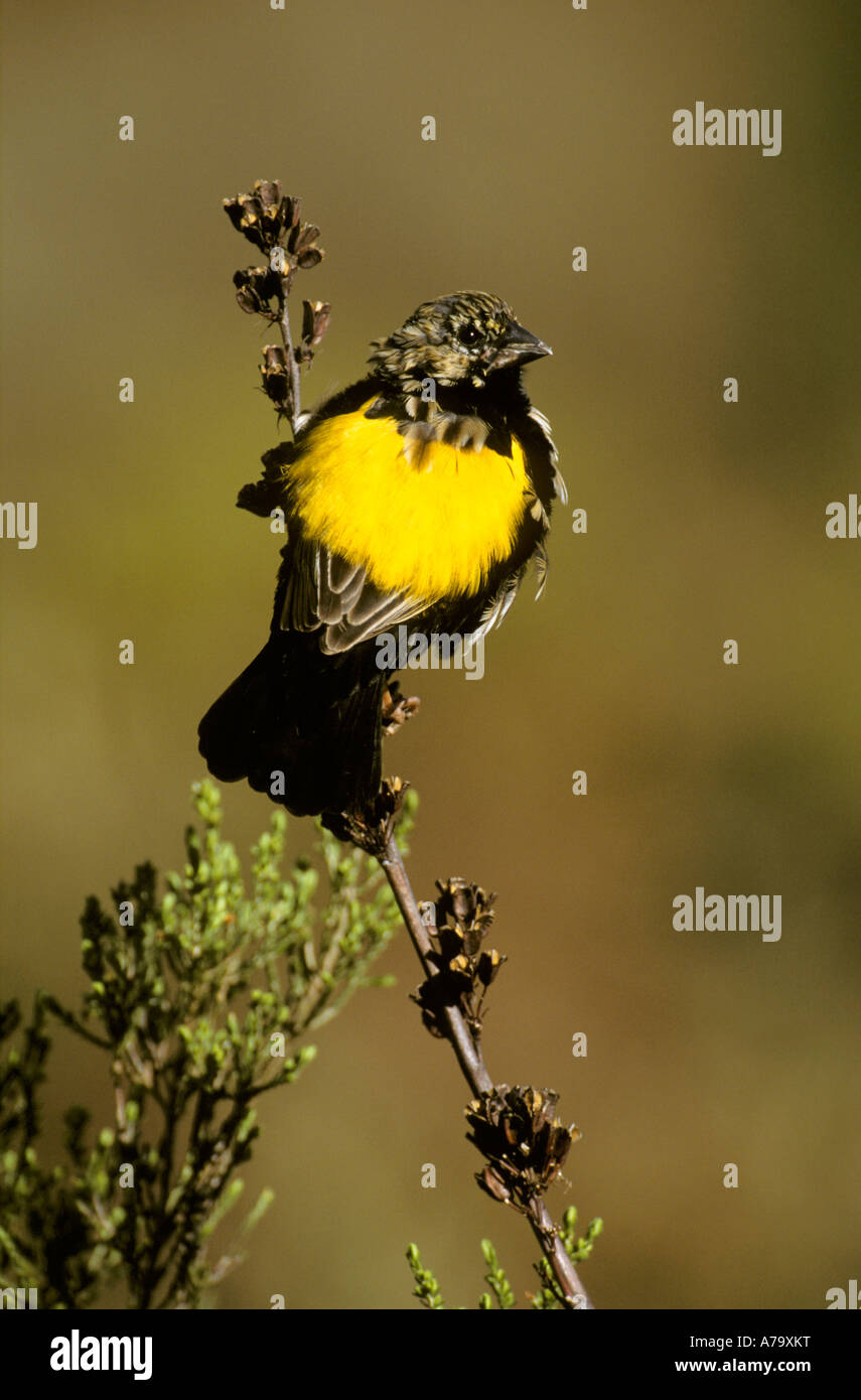 A Yellowrumped widow perched on a stem Paarl Bird Sanctuary Western Cape South Africa Stock Photo