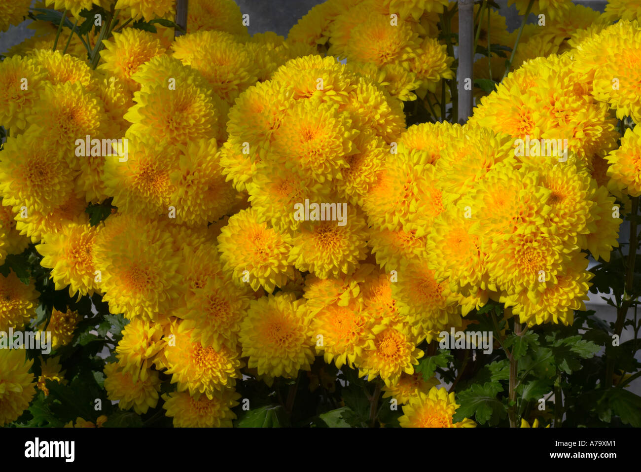 Chrysanthemum Robeam Stock Photo