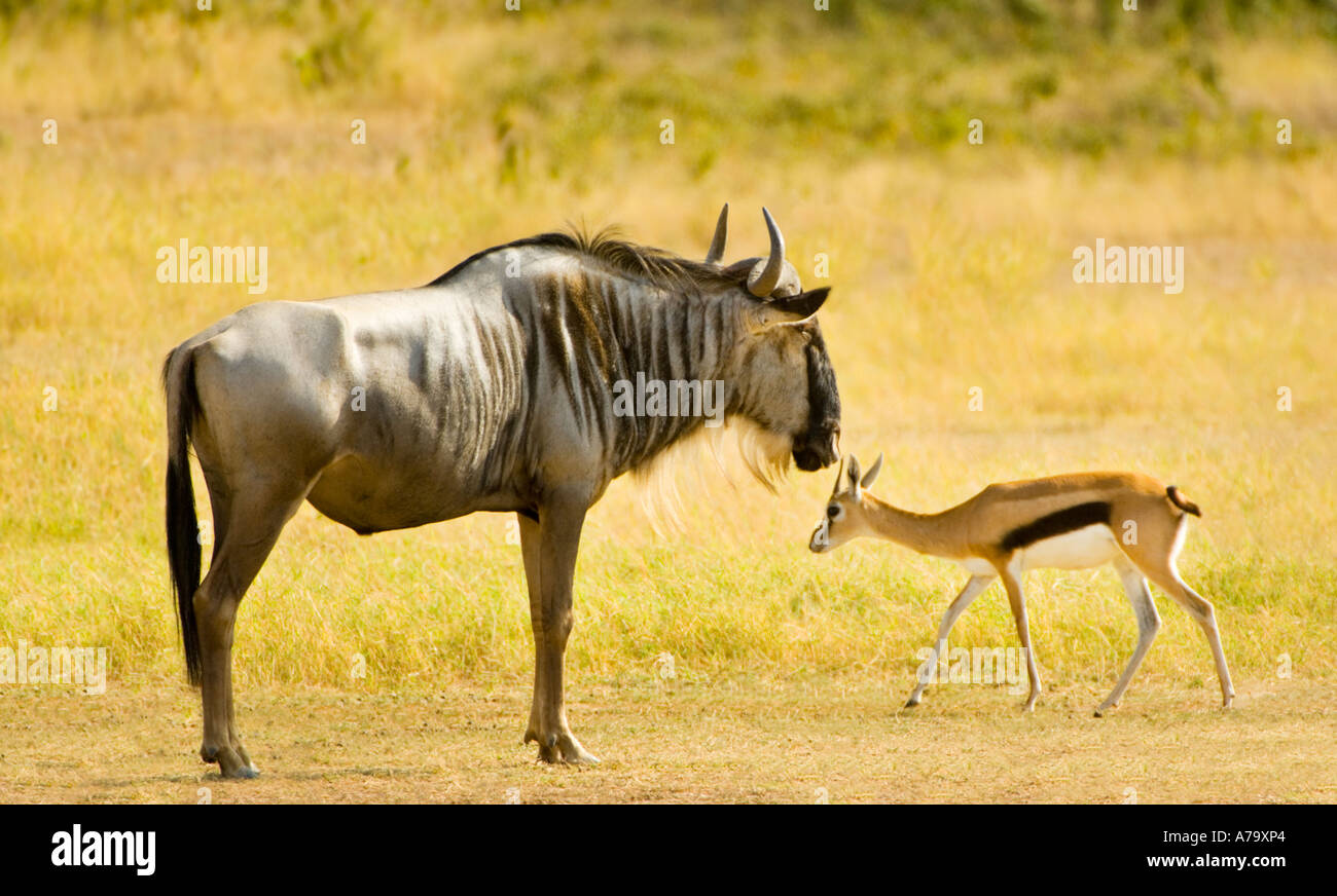wild GNU  wildebeest and springbok bok spring Amboseli Kenya East Africa nationalpark national park Impala Aepyceros melampus Stock Photo