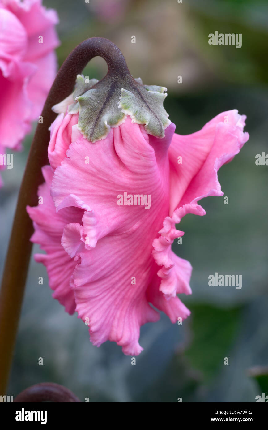 Cyclamen persicum Butterfly Series Stock Photo