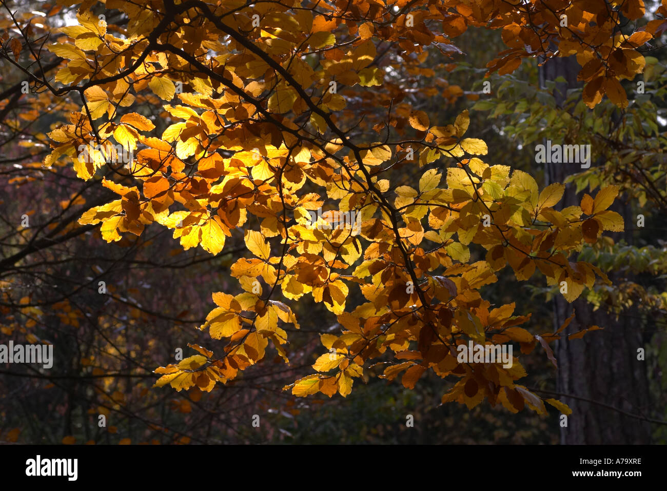 Fagus sylvatica autumn colour Stock Photo