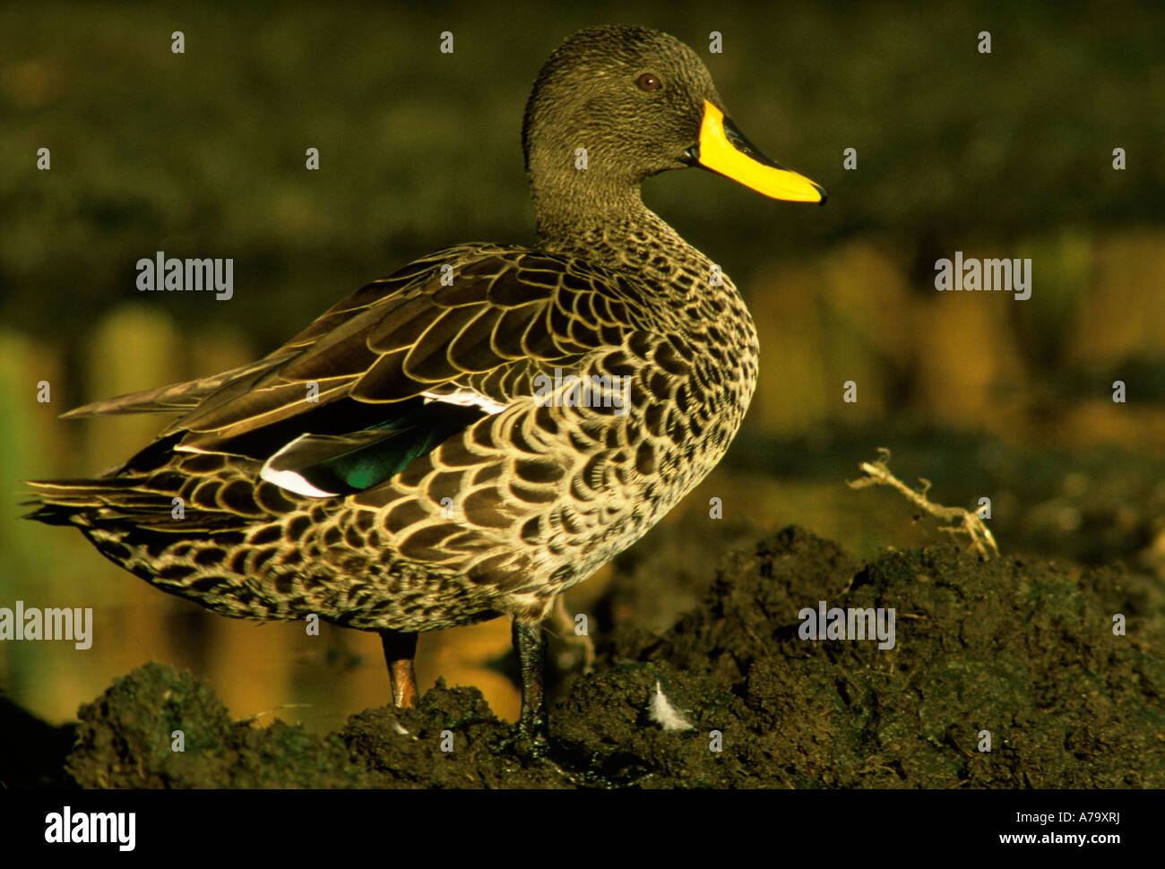 Yellow billed duck at the waters edge Marievale Gauteng Province South Africa Stock Photo