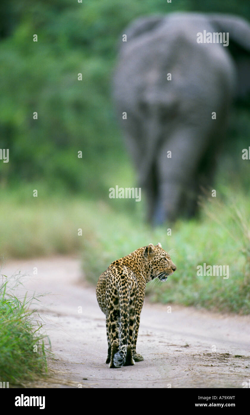 Leopard walking down a dust road close behind an elephant Mala Mala Sabi Sand Game Reserve Mpumalanga South Africa Stock Photo