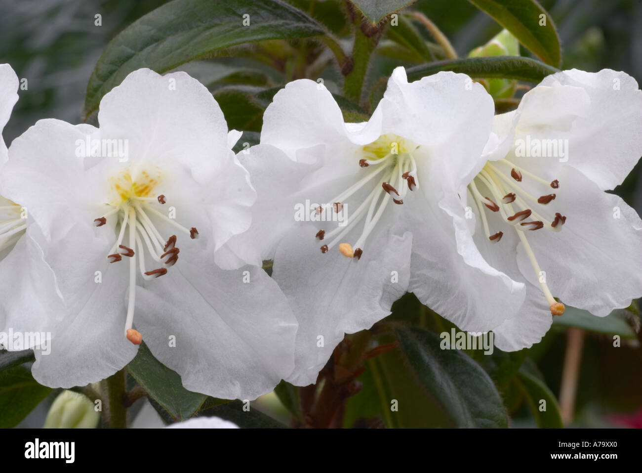 Rhododendron bullatum x Rhododendron Moupinense Stock Photo