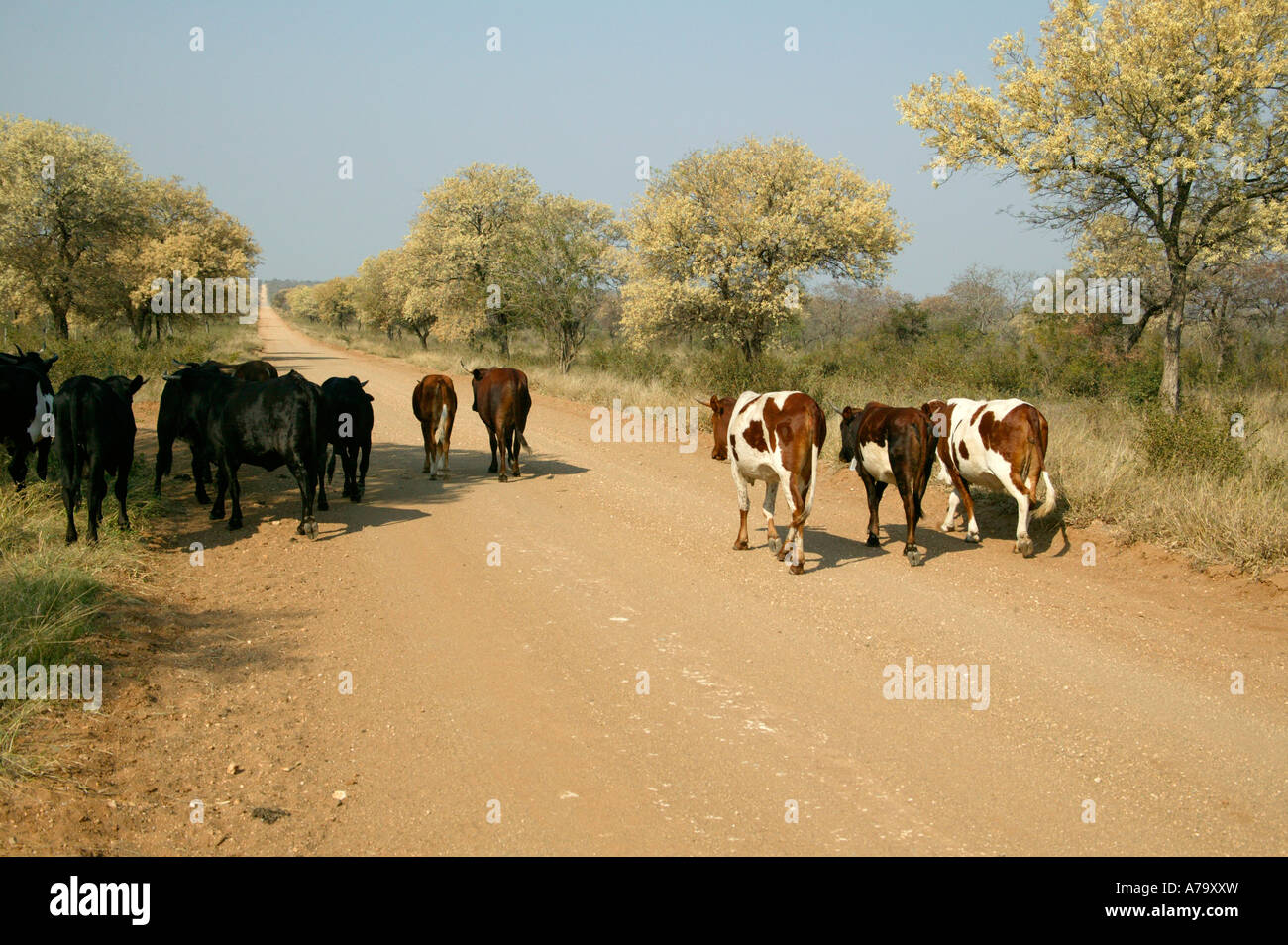 A herd of Nguni cattle walking down a rural dirt road in the lowveld near Tulamahashe with knobthorn trees Acacia nigrescens Stock Photo