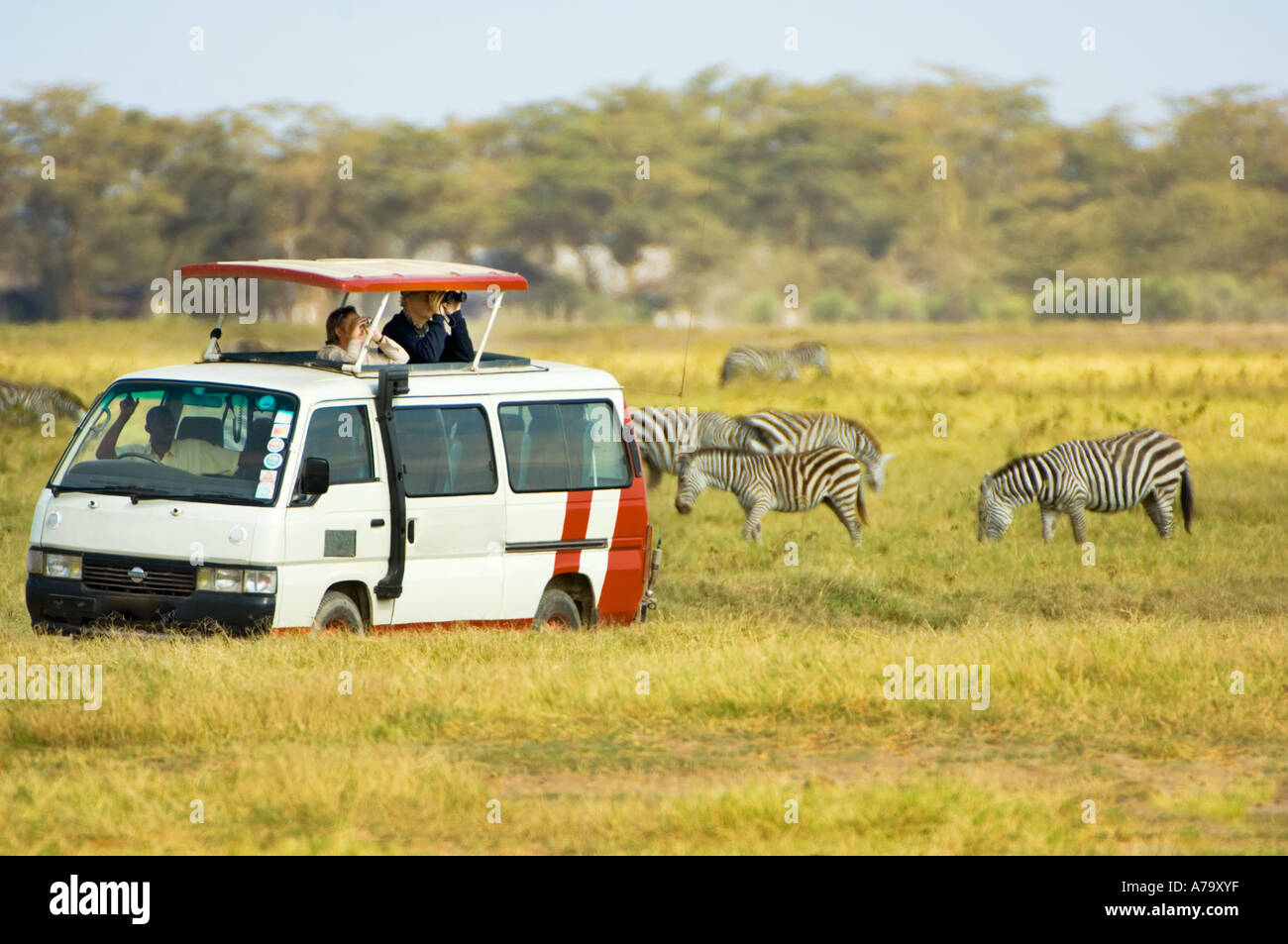 jeep SAFARI Kenya KENIA East Africa AMBOSELI nationalpark national park tourists watching wild zebra herd family group animals Stock Photo