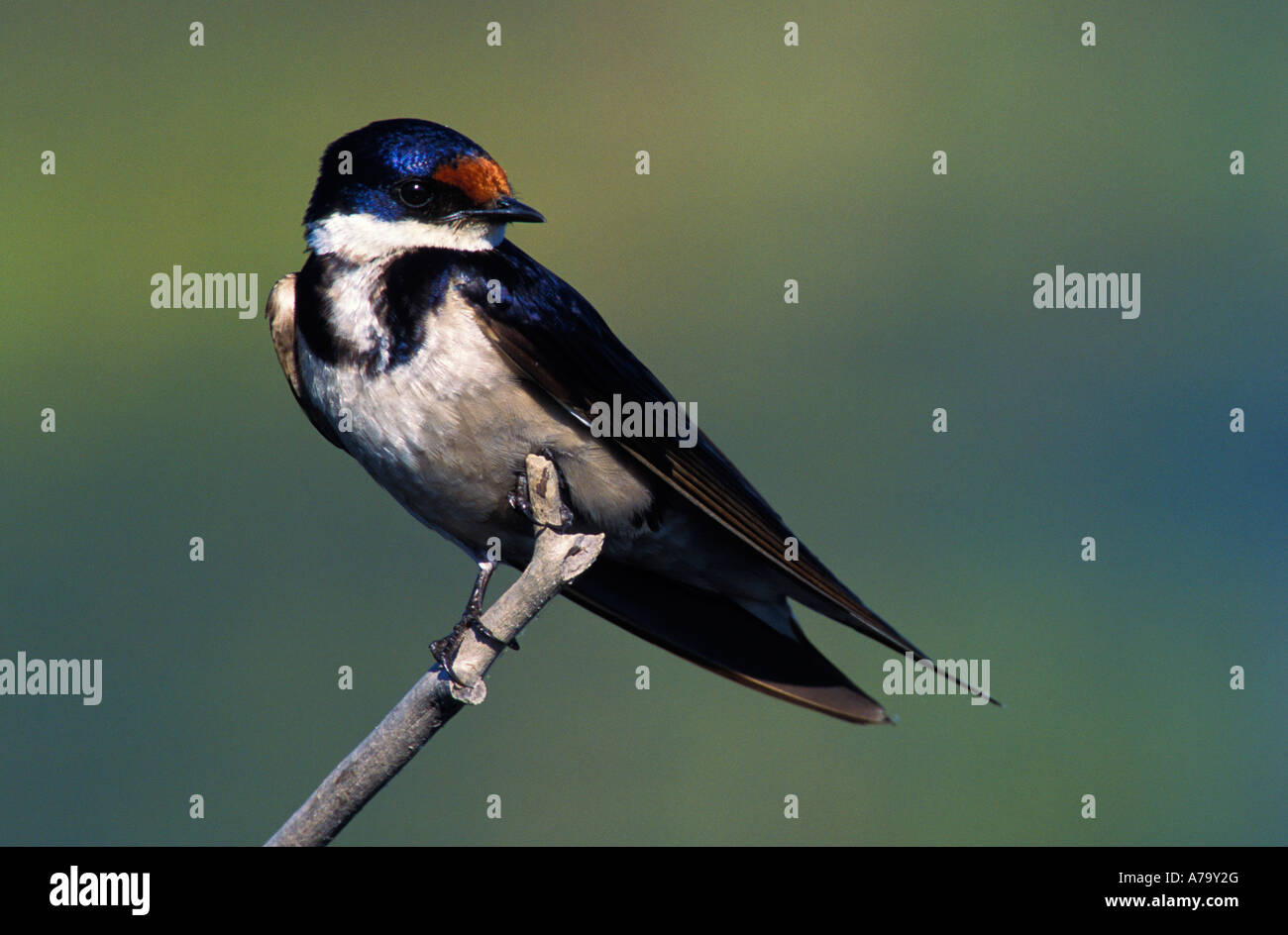 White throated swallow perched on a twig South Africa Stock Photo