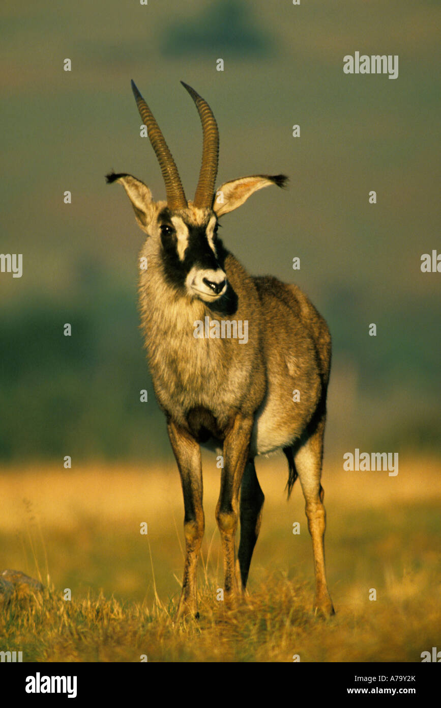 Head on view of a roan antelope South Africa Stock Photo
