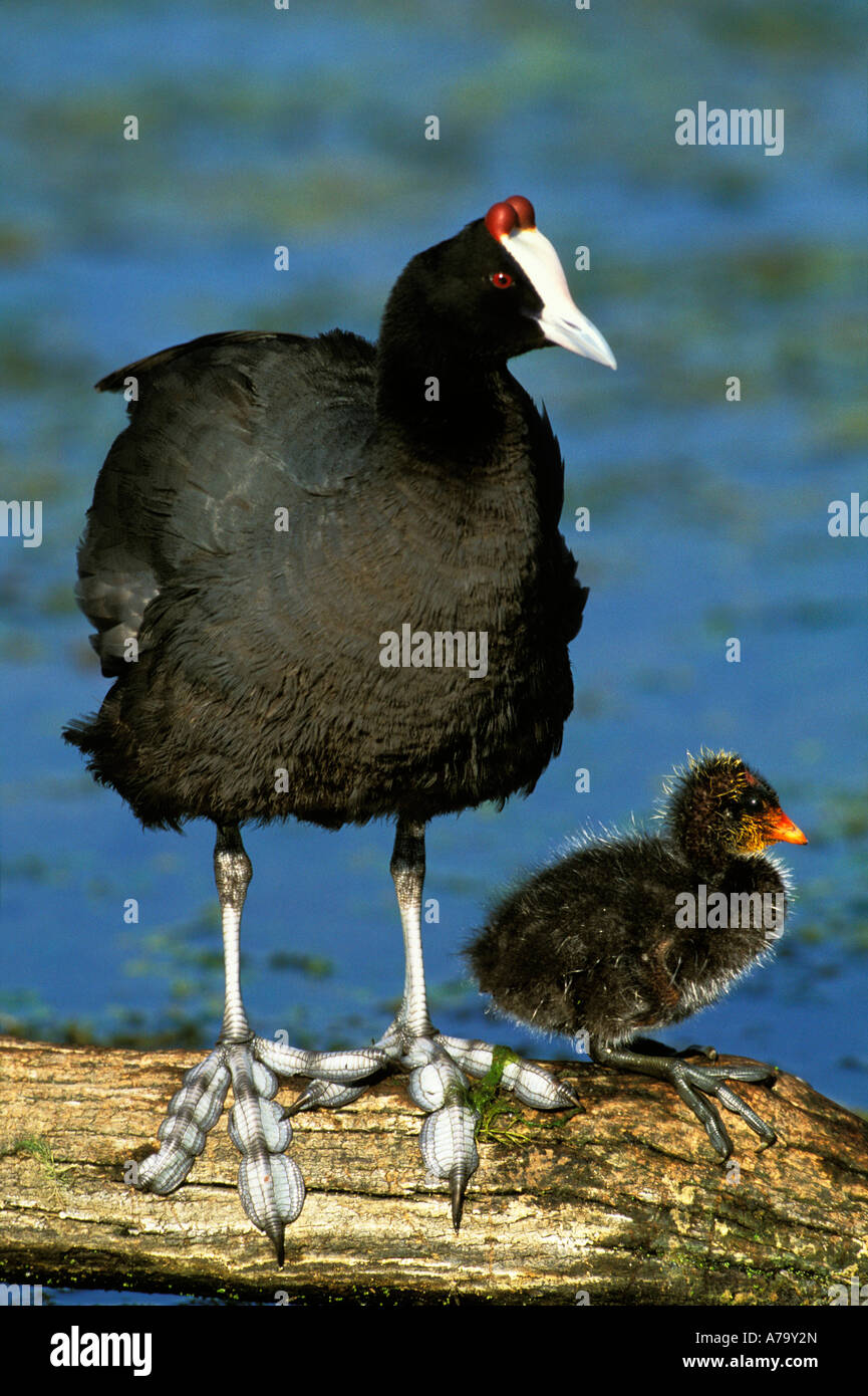 coot software usc coot software usc