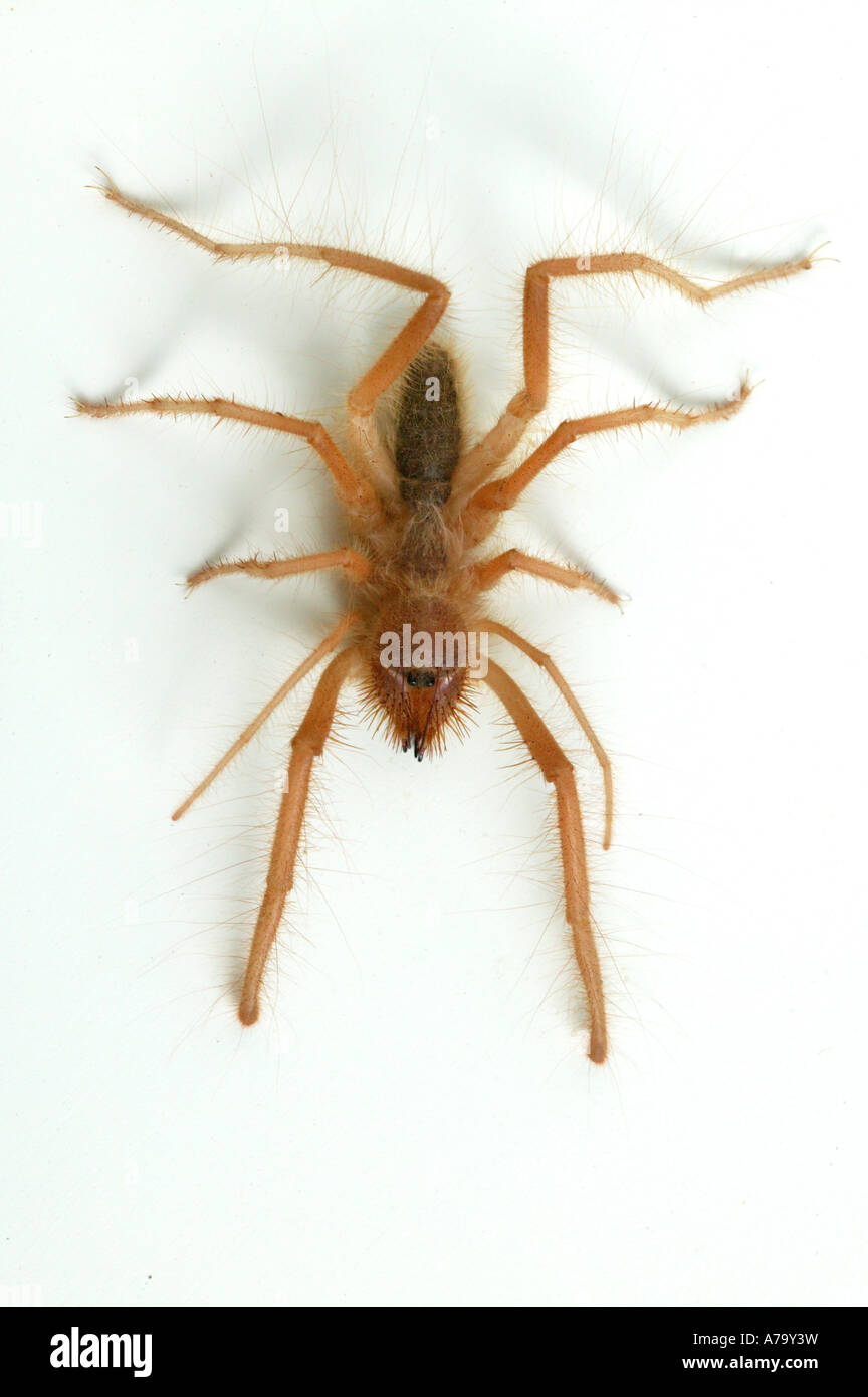 A solifuge or Red Roman spider Sabi Sand Game Reserve Mpumalanga South  Africa Stock Photo - Alamy