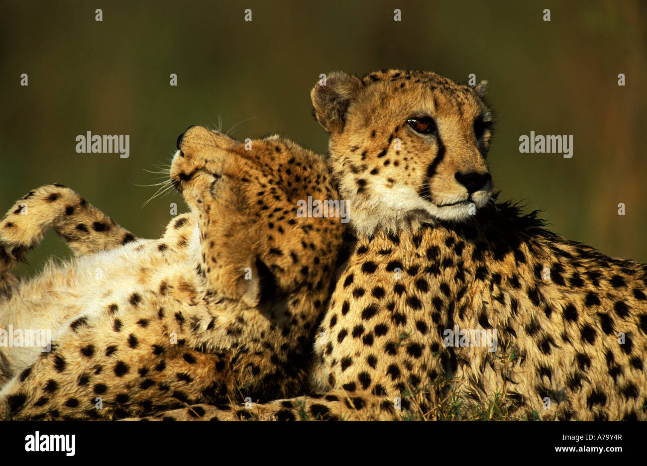 Pair of cheetahs one dozing against the other Okavango Delta Botswana Stock Photo