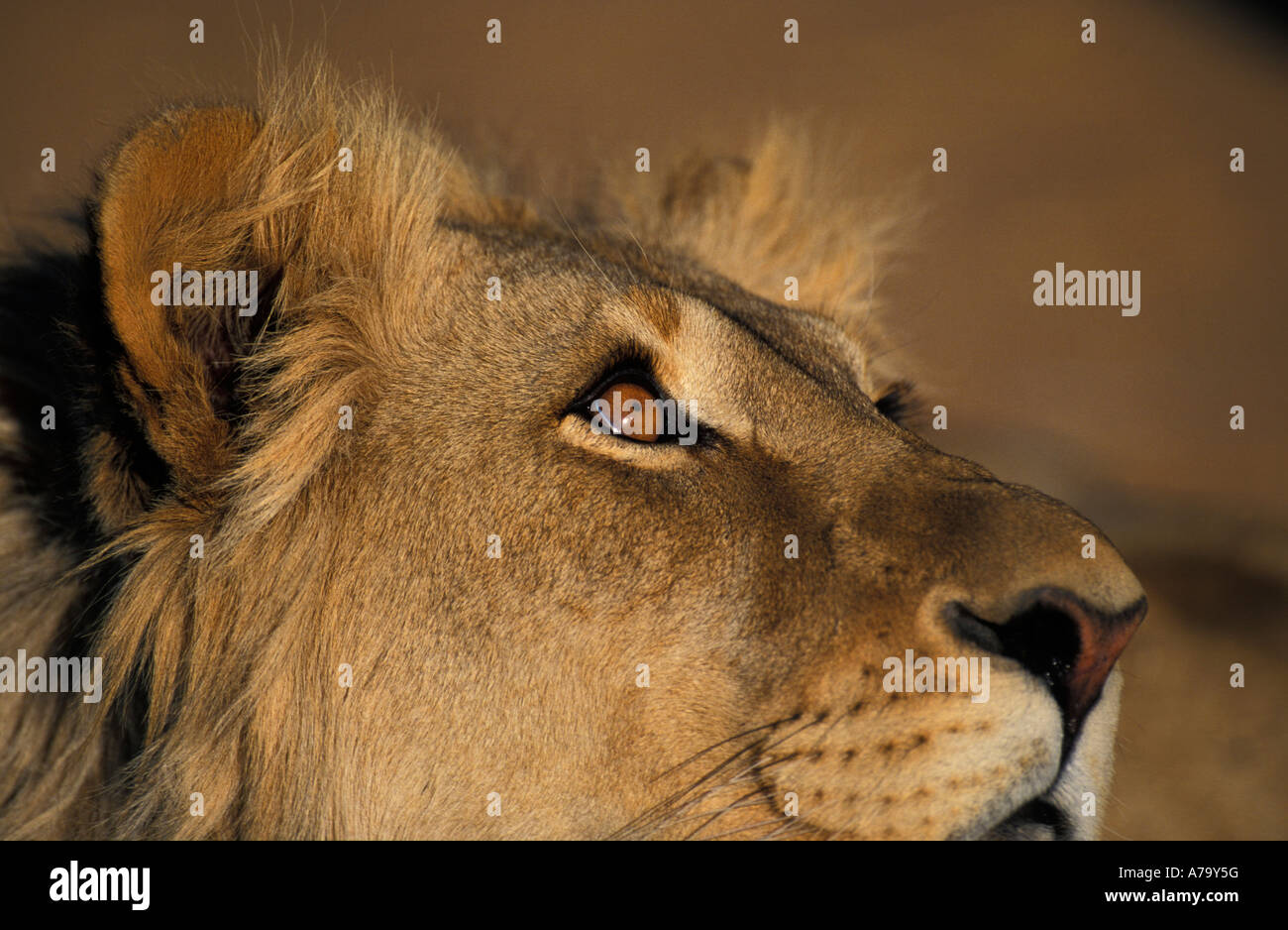 Lion face looking upward hi-res stock photography and images - Alamy