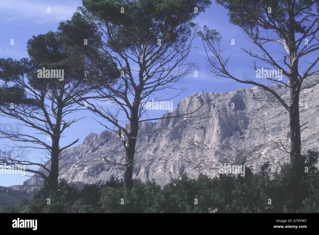France. Provence. On Le Tholonet .Pine trees and Mount Saint Victoire which Cezanne painted  60 times. Stock Photo