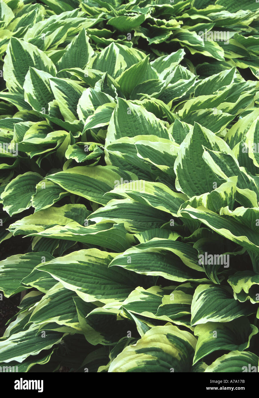 Hosta fortunei Albomarginata Stock Photo - Alamy