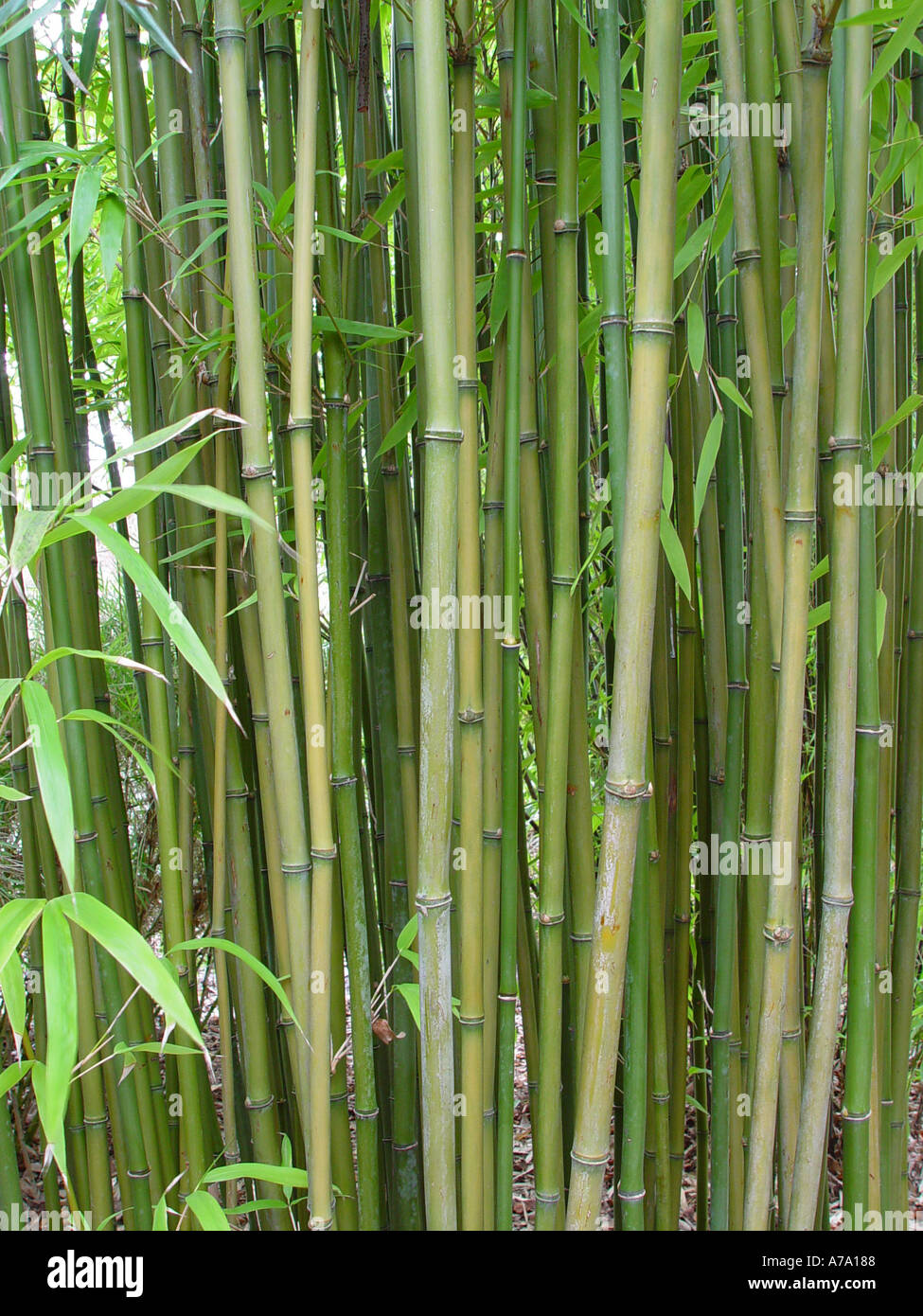 Semiarundinaria fastuosa Clump of bamboo stems showing foliage Stock Photo