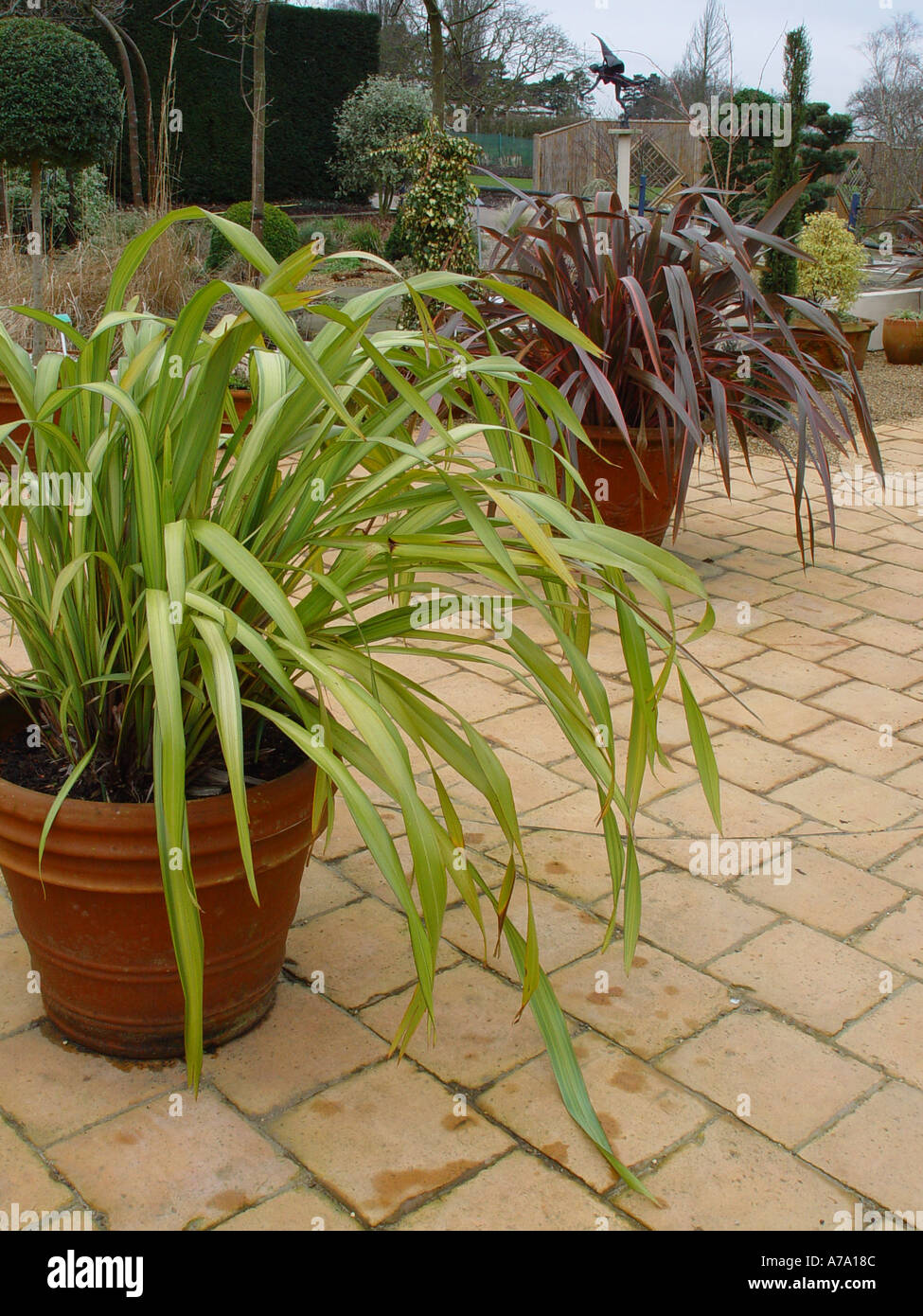 Planted Patio Pots Planters Containers Winter Effect With