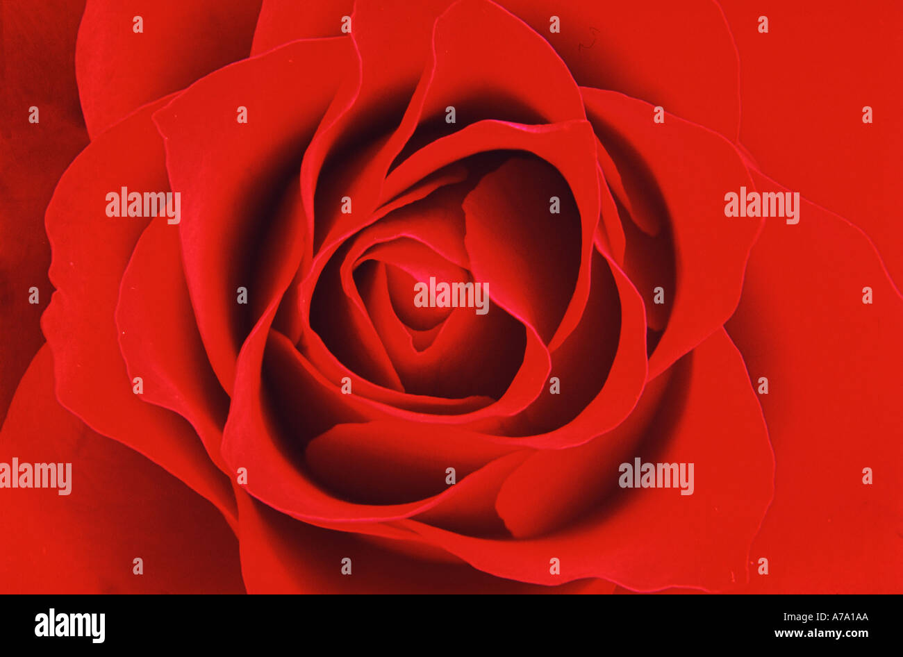 Red Rose close up petals Stock Photo